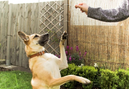 More Essentials to Help Train Your Dog