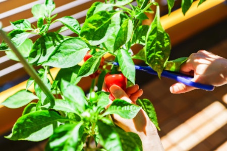 Essential Equipment for New Gardeners