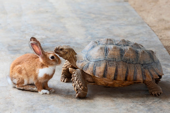 Keep the Health of Your Animals on Top Form No Matter the Species or Health Concern