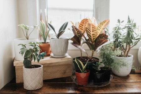 Get Growing Indoors
