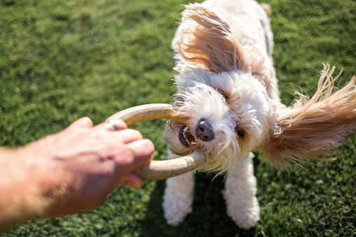 For More Dog Products, Check the Links Given Below