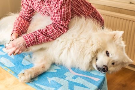 How to Cut Your Dog's Nails Comfortably