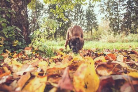 What Are Dog Wormers and How Often Should You Use Them?