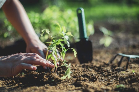 More Essential Tools for Gardeners