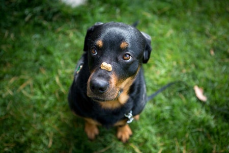 Tips on How to Train Puppies Using Treats