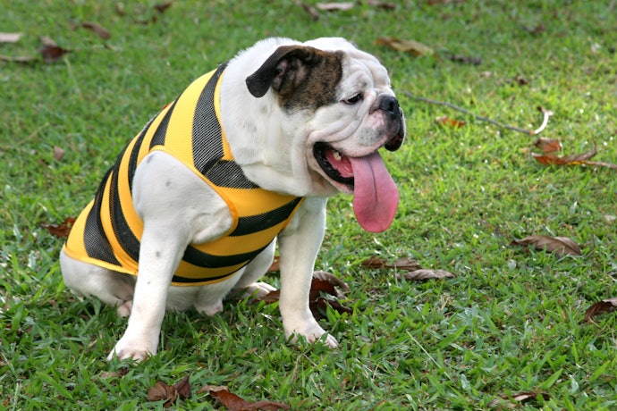 What Are Cooling Vests and How Do You Use Them?
