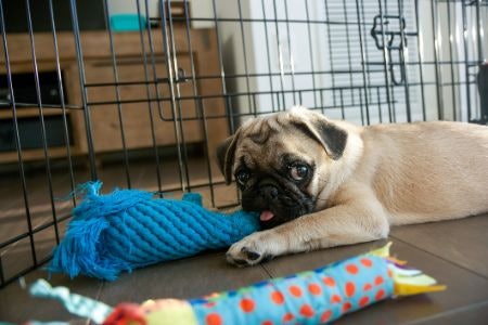 What Are Dog Pens Used For?