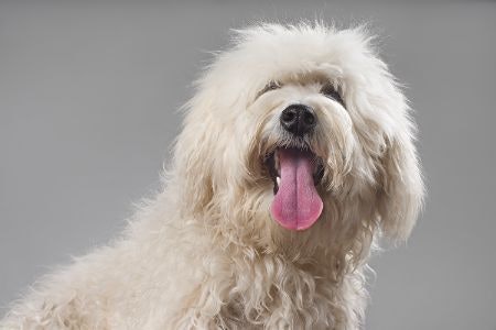 Tips on Identifying Your Dog's Coat Type