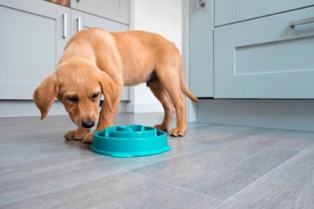 What Are Slow Feed Dog Bowls and How Do They Work?