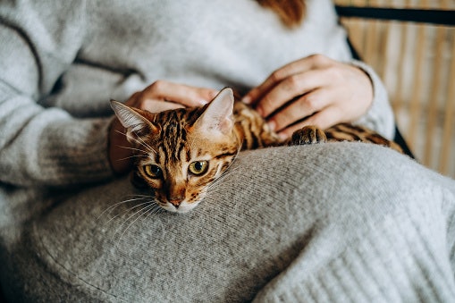 We've Got More For Cat Owners
