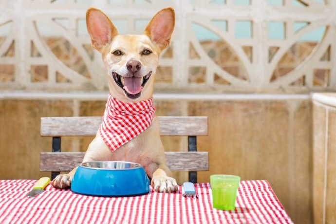 Do Not Change Your Dog’s Diet Too Quickly