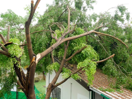 Wind Can Cause a Lot of Damage, so Place the Greenhouse Somewhere Safe!