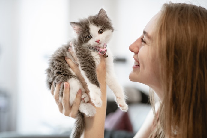 How to Put a Collar on Your Cat