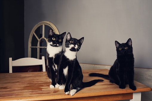 Browse Our Website For More Cat Products