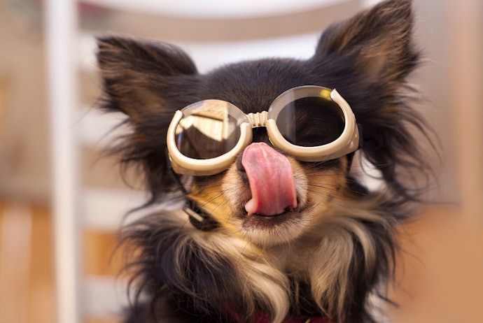 What Are Dog Goggles?