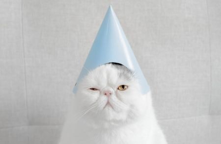 More Purr-Fect Products for Feline Friends