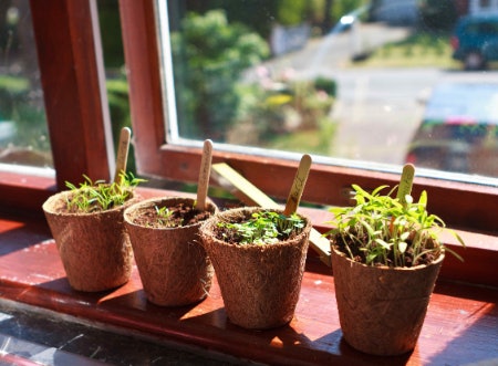 What Is an Indoor Herb Garden Kit?