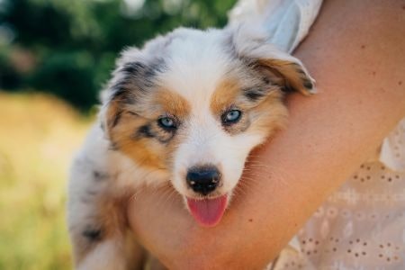 Tips on How to Leash Train Your Dog