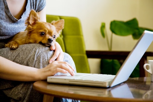 Browse Our Website For More Dog Products