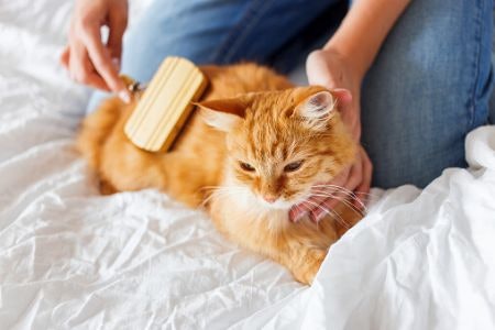 Tips on How to Introduce a New Litter Tray Into Your Home