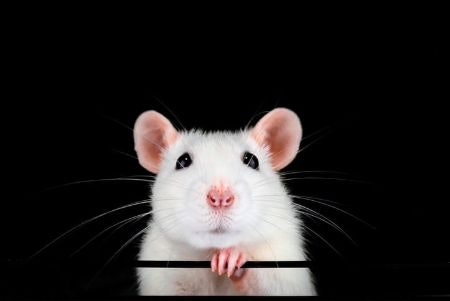 Animal Testing in the Cosmetic Industry and What Cruelty-Free Means