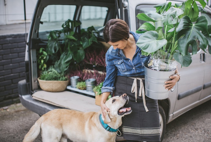 Why Buy an Artificial Plant For Your Home?