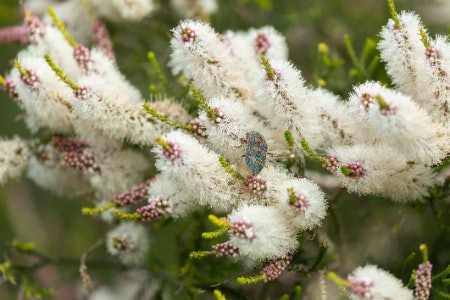 What is Tea Tree Oil?