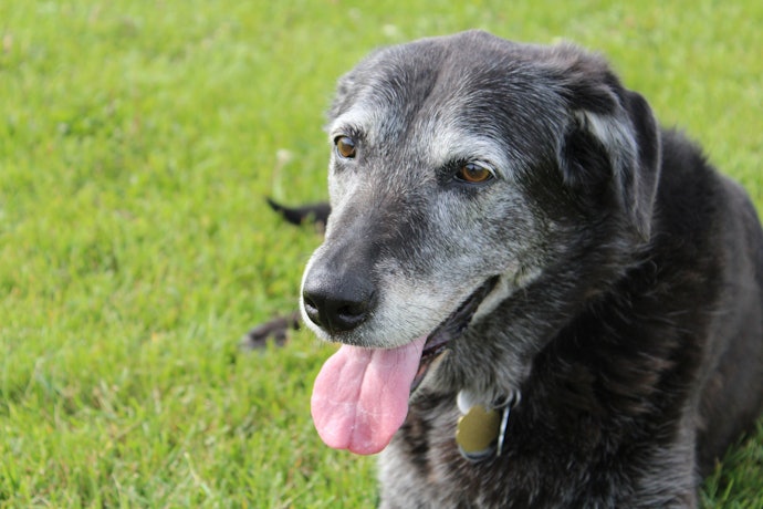 Switch to a Senior Food if Your Dog Is Over the Age of 5 and You Notice Signs of Ageing Like Reduced Appetite or Thinning Hair