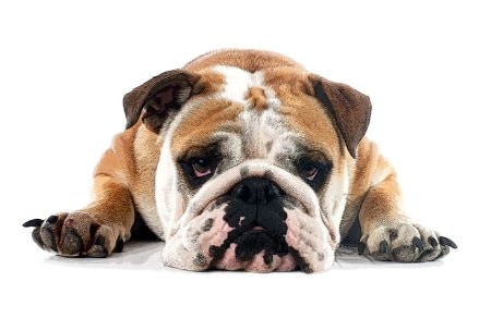 Recognising the Signs of Joint Pain in Your Dog