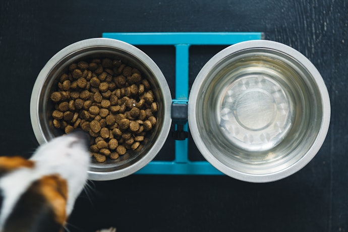 Raised Dog Bowls Are Great for Elderly Dogs and Improving Overall Digestion