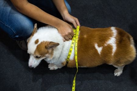 Consider Food Made Without Grains Like Wheat or Oat if Your Dog Has Allergies
