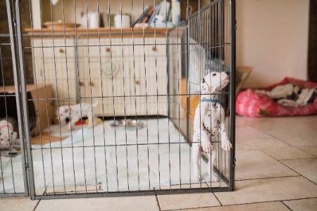 Think About the Number of Panels Included: Pick an Octagonal Pen to Give Your Pup the Most Freedom