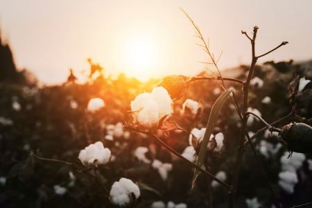 Towels and Tampons Made From Organically Grown Cotton Are Best for Your Skin and the Environment
