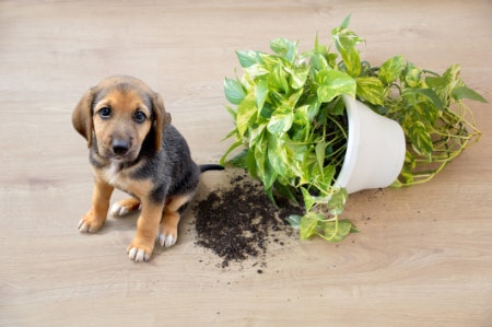 Take Into Account How Delicate the Plant Is, Especially for Puppies or Playful Dogs