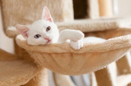 Decide on a Style Based on Where You Plan to Keep the Cat Hammock and the Type of Cat It's For