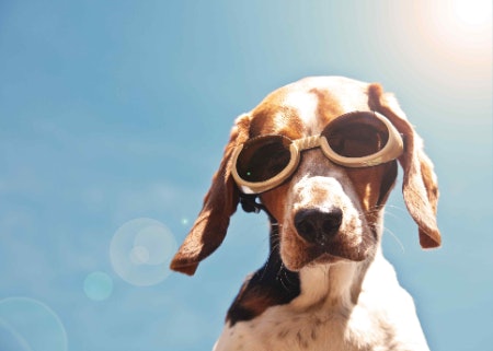 Consider Your Dog’s Activities and Decide Whether the Goggles Need to Be Waterproof, Windproof or Have UV Protection