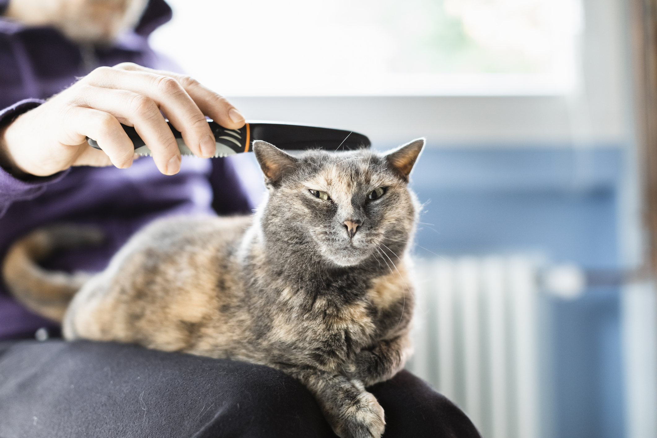 Flea combs for top kittens