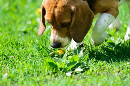 Look For Pads With Built-in Attractants to Lure Your Puppy to the Right Spot