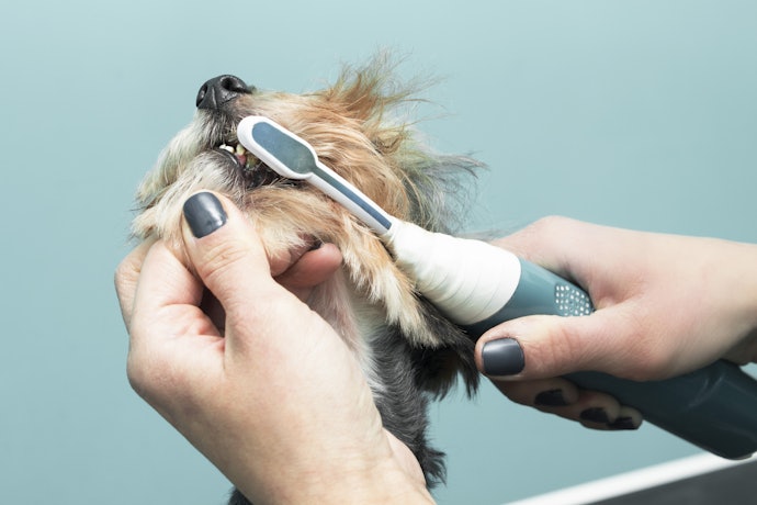 Look Out for a Tooth Cleaning Kit That Includes Extras Such as a Toothpaste to Add to the Cleanliness of Your Dog's Teeth