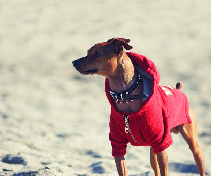 Look for Coats With Hoods or Harness Holes for Added Utility