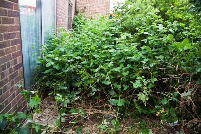 Choose Between a Scythe, Patio Knife and Hook Depending on the Job You Have In Mind