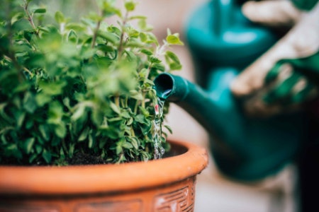 Self-Watering Herb Kits Are a No-Fuss Way to Grow