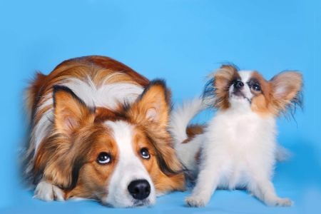 Ensure That the Chew Is an Appropriate Size for Your Dog’s Age and Breed