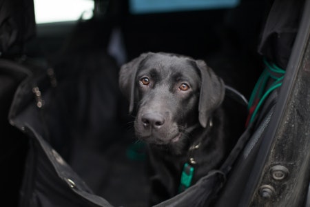 Check if the Covers Are Secured Around the Headrests or the Whole Seat
