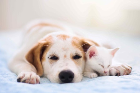 Odour Control Is Great for Neutralising Bad Smells, but May Put Some Dogs off the Scent
