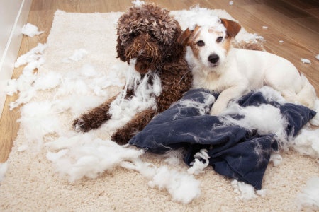 Seek Out Pads With Adhesive Corners to Stop Puppies Tearing Them Up