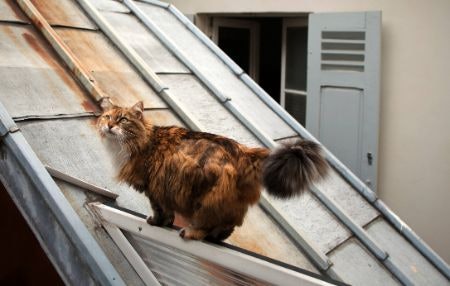 Choose Between a Breakaway or Belt Depending on Whether Your Cat Is Primarily Indoors or Outdoors