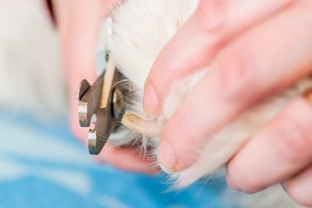 If You Are Unsure, Select a Nail Clipper With a Safety Guard to Help Guide You How Far You Can Cut