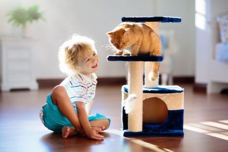 Be Sure to Weigh Up the Main Varieties of Scratching Post
