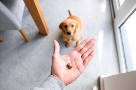 Make Sure They’re Size and Age Appropriate: Soft Treats Are Best for Puppies Under 16 Weeks